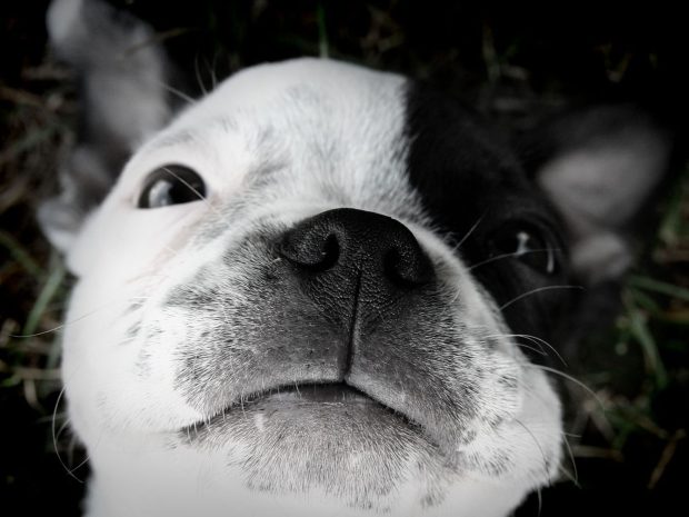 Funny Boston Terrier Background.