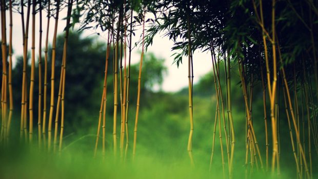 Green Bamboo Forest Background.