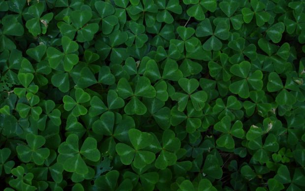 Green leaf clover 2560x1600.