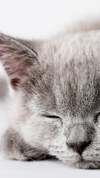 Grey cat sleeping iphone.