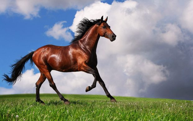 HD Arabian Horse Background.