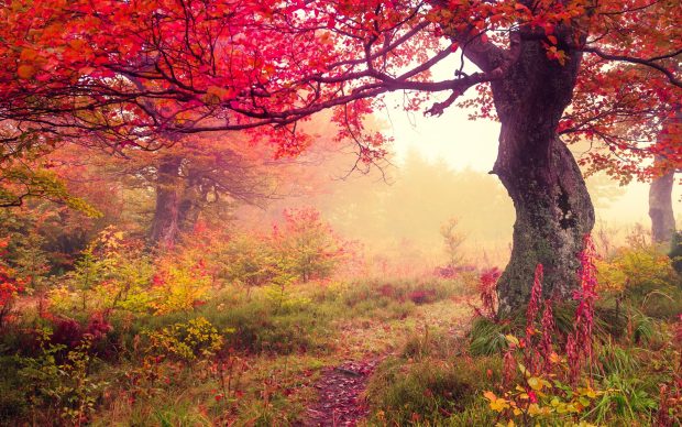 HD Autumn Forest Background.
