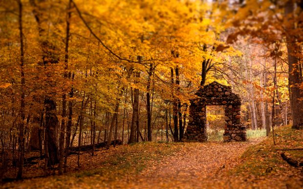 HD Autumn Forest Wallpaper.