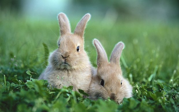 HD Baby Bunny Wallpaper.