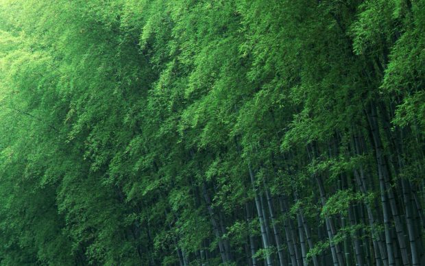 HD Bamboo Forest Background.