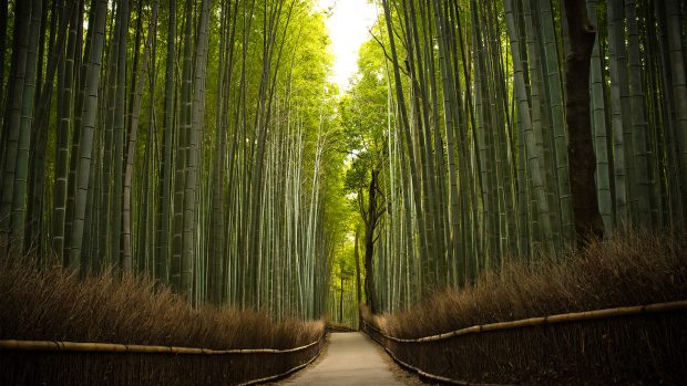 HD Bamboo Forest Wallpaper.