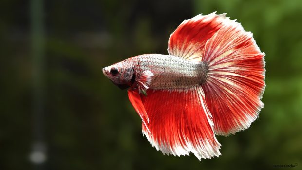 HD Betta Fish Images.