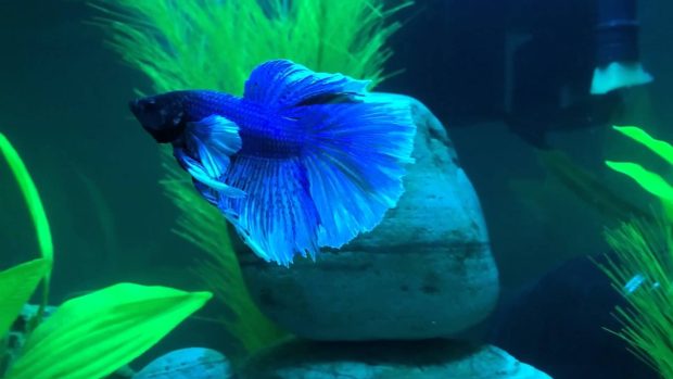 HD Betta Fish Pictures.