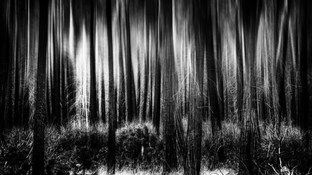 HD Black and White Forest Background.