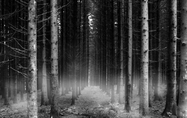 HD Black and White Forest Wallpaper.