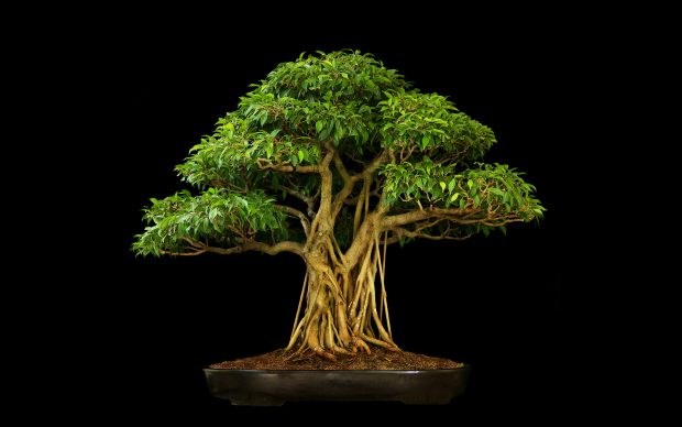 HD Bonsai Tree Background.