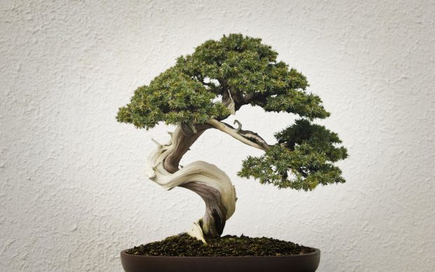 HD Bonsai Tree Wallpaper.