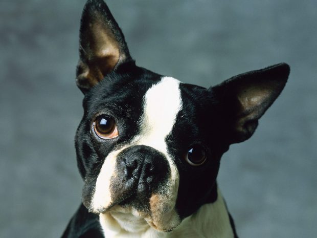 HD Boston Terrier Background.