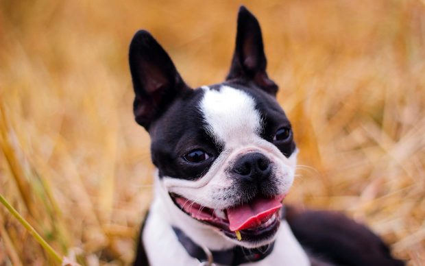 HD Boston Terrier Wallpaper.