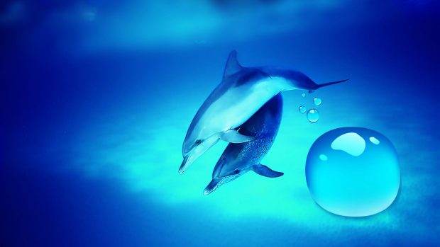 HD Dolphin Backgrounds Download.