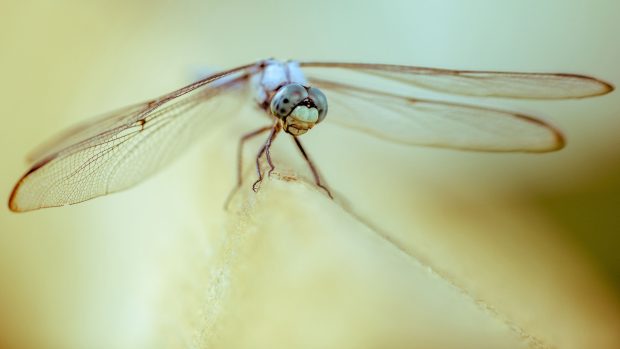 HD Free Dragonfly Images.