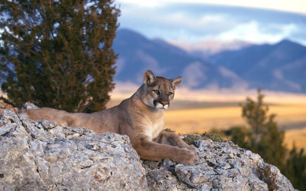 HD cougar wallpaper download.