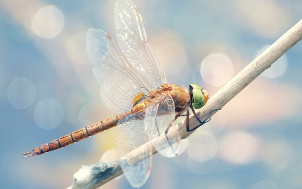 HD download dragonfly wallpaper.