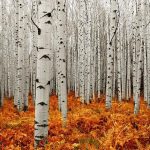 HD photos aspen tree.