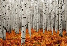 HD photos aspen tree.