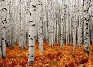 HD photos aspen tree.