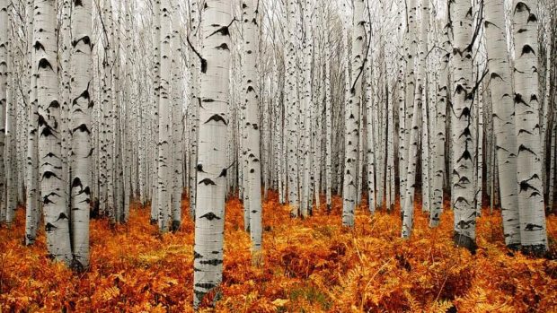 HD photos aspen tree.