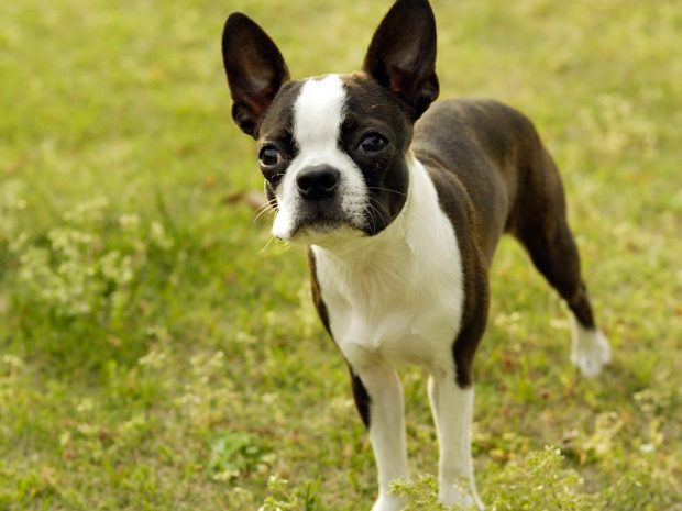 HQ Boston Terrier 1600x1200.