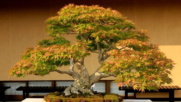 High Resolution Bonsai Tree 3840x2160.