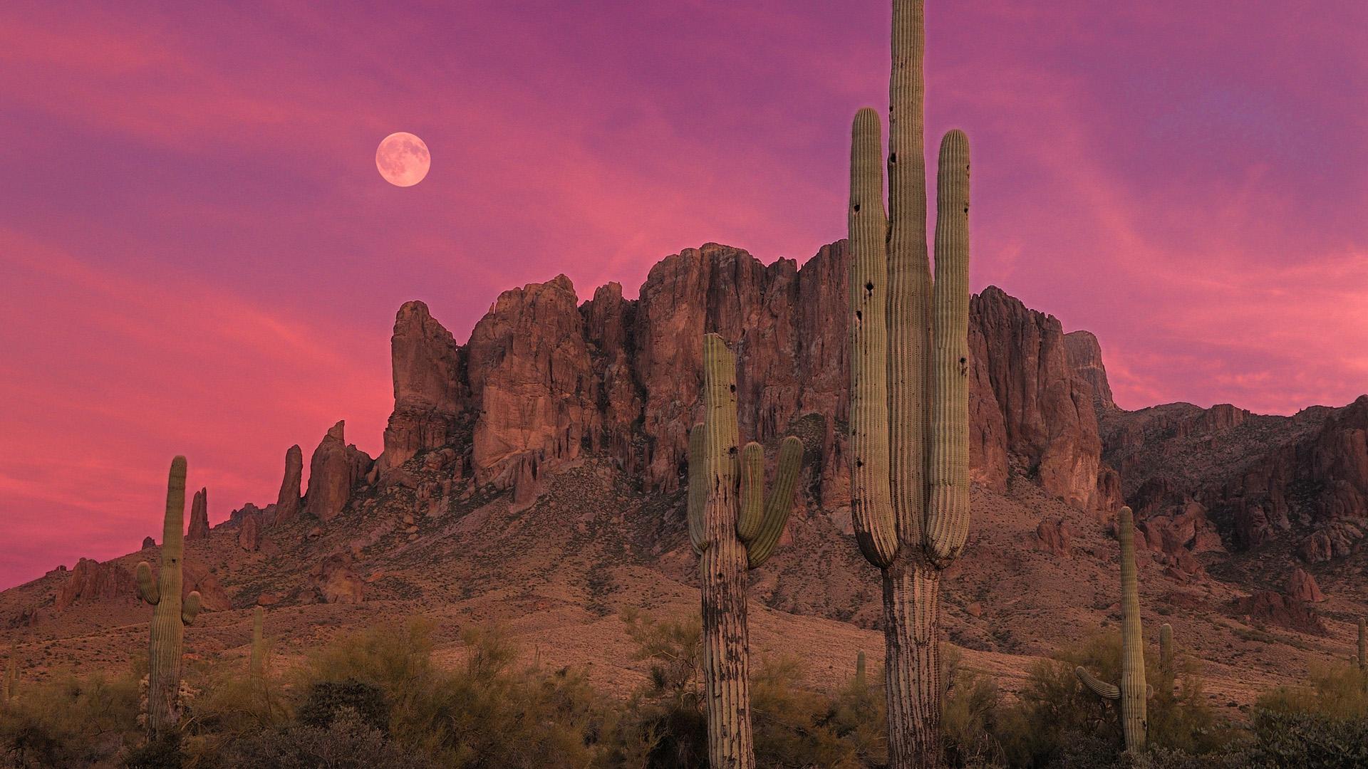 Alamo Canyon, Organ Pipe Cactus National Monument, Arizona без смс