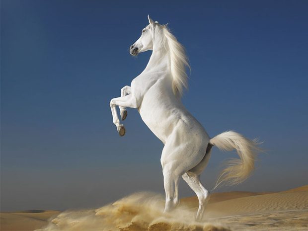 Image of Arabian Horse.