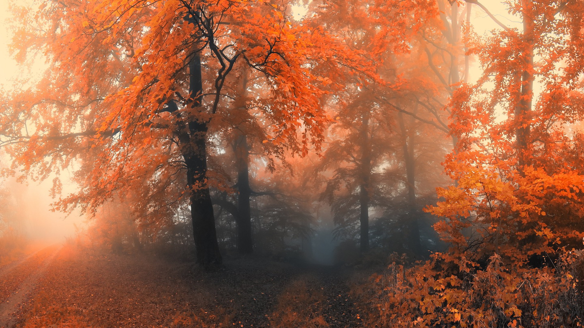Autumn Forest Wallpaper for Desktop - PixelsTalk.Net
