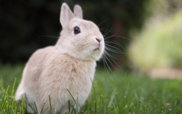 Image of Baby Bunny.