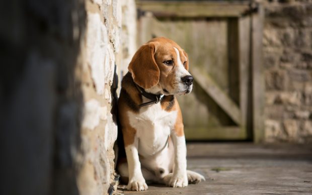 Image of Beagle.