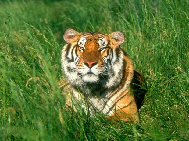 Image of Bengal Tiger.