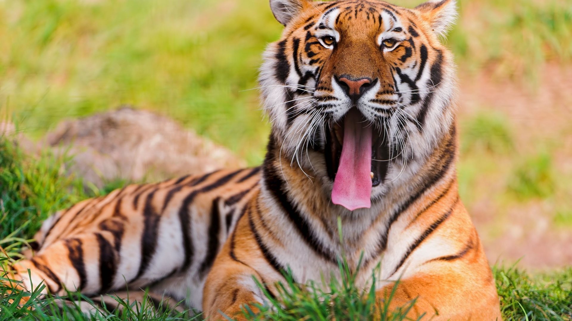 Bengal Tiger Tiger Pictures Tiger Wallpaper Tiger Images - Riset