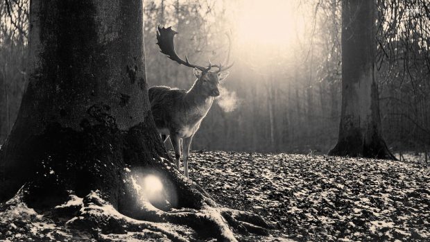 Image of Black and White Forest.