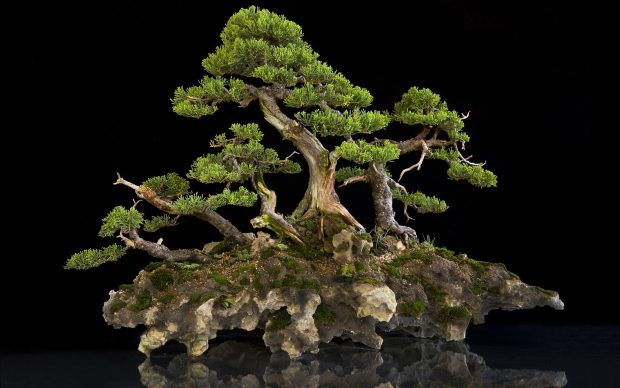 Image of Bonsai Tree.