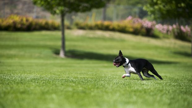 Image of Boston Terrier.