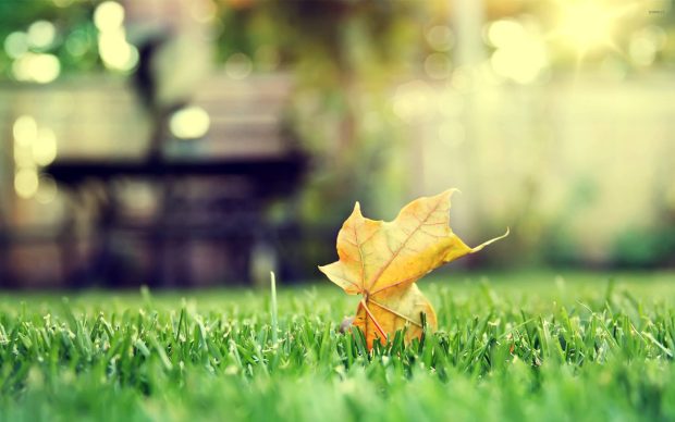 Leaf on grass images 2560x1600.