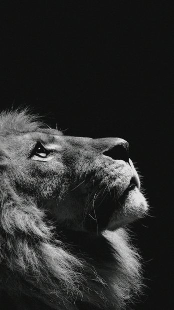 Lion Looking Sky Animal Nature Dark Photo iPhone wallpaper .