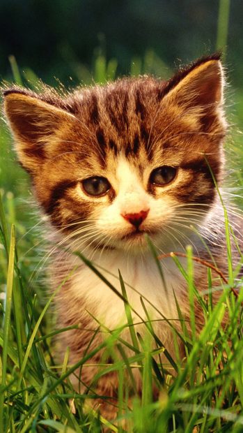 Little Cat In Grassland iphone 7 wallpaper.