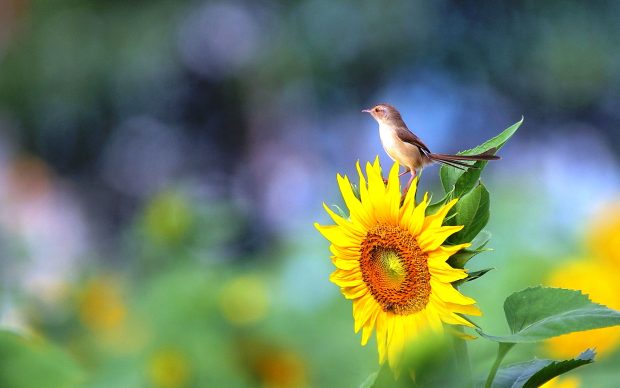Little bird on the sunflower nice wallpapers.