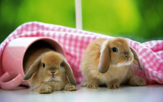 Lovely Baby Bunny 1920x1200 HQ.