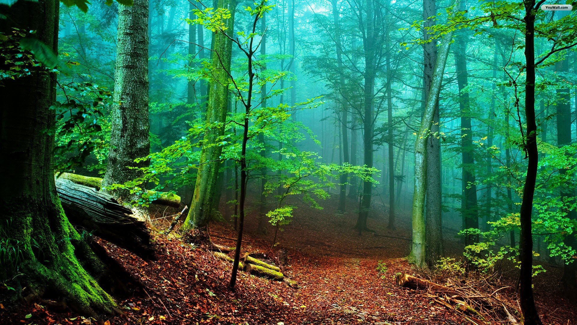 Forest Backgrounds HD Free Download | PixelsTalk.Net