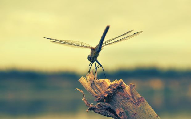 Most Beautiful Dragonfly Wallpaper.