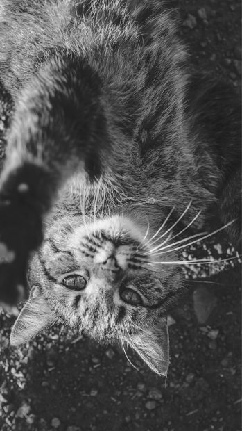 Nature Cute Lying Animal Cat Dark iPhone wallpaper.
