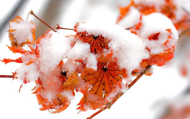 Nice Snow on Leaves in Winter Season Wallpapers.
