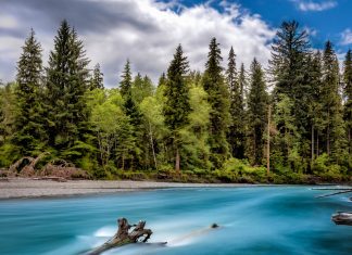 Olympic National Forest Desktop Wallpapers.