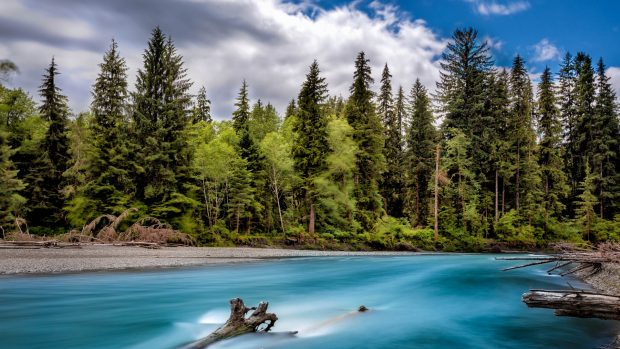 Olympic National Forest Desktop Wallpapers.