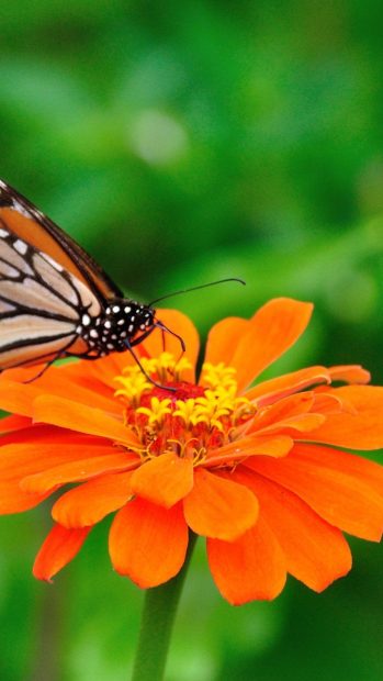 Orange Butterfly On Flower Android Wallpaper.